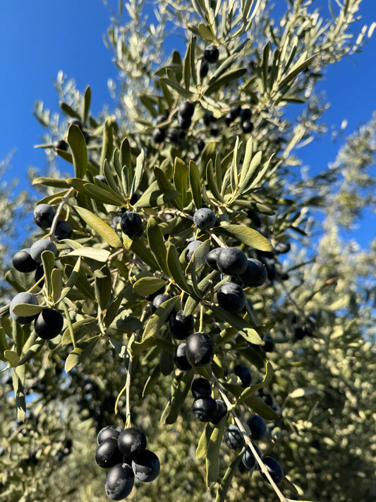 En Eski Tarımsal Ürün Zeytin....
